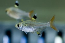 Pristella tetra live for sale  Flower Mound