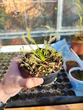 Drosera capensis alba usato  Cerveteri