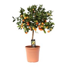 Rangenbaum calamondinorange ci gebraucht kaufen  Düsseldorf