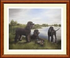 Irish water spaniels for sale  CANNOCK