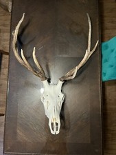 Elk deer trophy for sale  Fleming Island