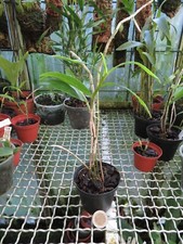 Dendrobium lampongense gebraucht kaufen  Ratingen