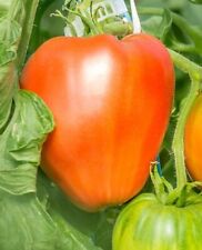 Graine seed tomate d'occasion  La Pacaudière