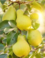 Common pear tree for sale  Haltom City