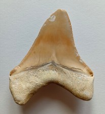 Large 9.3cm peru usato  Due Carrare