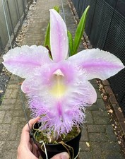 Blc. duh white d'occasion  Paris XV