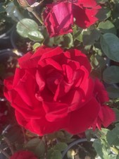 Red climbing rose for sale  NOTTINGHAM