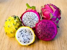 Pianta pitaya varieta usato  Villa di Tirano