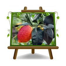 Agrumi limone rosso usato  Bettona
