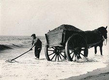 Holland 1950 shell d'occasion  Expédié en Belgium