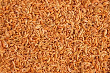 Premium freeze dried for sale  HOLYWELL