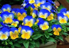 VIOLA 'ULTIMA MORPHO', BUTTERFLY PANSY comprar usado  Enviando para Brazil