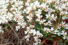 Goniolimon collinum sea for sale  MARCH