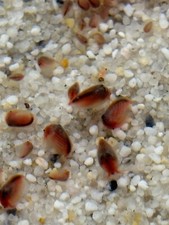 Mongolische muschelschaler urz gebraucht kaufen  Ludwigshafen am Rhein