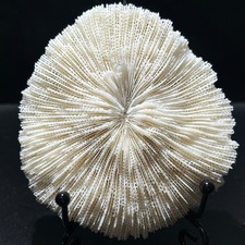 96g natural white d'occasion  Expédié en Belgium