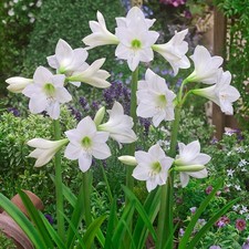 White amaryllis bulbs for sale  Leesburg
