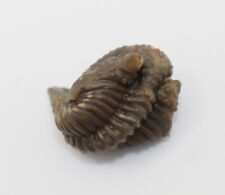 Trilobit encrinurus macrourus gebraucht kaufen  Weeze