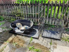 Large small dog for sale  BOLTON