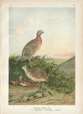 Stampa antica uccelli usato  Lecco