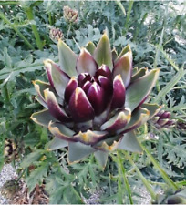 Purple romagna artichoke d'occasion  Expédié en France