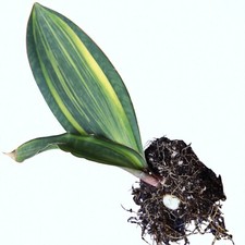 Rare sansevieria masoniana for sale  Atlanta