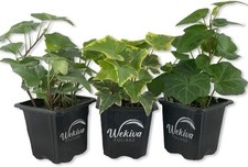 English ivy trio for sale  USA