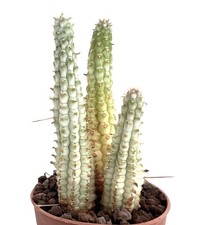 Euphorbia mammillaris bianco usato  Napoli