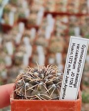 Gymnocalycium kieslingii rare for sale  Shipping to Ireland