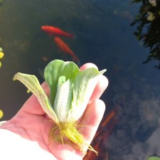 Giant water lettuce for sale  FLEETWOOD