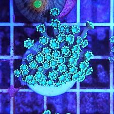 Stunning green alveopora for sale  BIRMINGHAM