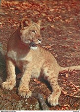 Animaux - Fauves - Lion - Miejski Ogrod Zoologiczny Wybrzeza - Lionceau - Zoo - na sprzedaż  Wysyłka do Poland