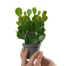 Baby bunny ear for sale  UK