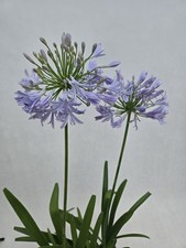 Agapant Niebieski (Agapanthus Africanus) sadzonki poj. 2L na sprzedaż  PL