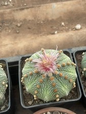 Astrophytum asteria shishowa usato  Santeramo in Colle