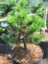 Pinus mugo peterle gebraucht kaufen  Zetel