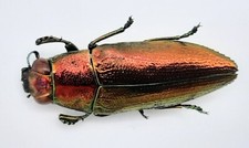 Buprestidae philocteanus moric gebraucht kaufen Buprestidae philocteanus moric gebraucht kaufen  Wadern