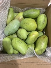 Fresh mango actual for sale  Palm Beach Gardens