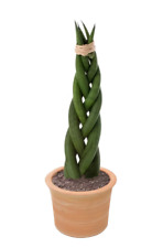 Snake plant braided for sale  USA