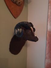 Large taxidermy goat for sale  KINGSWINFORD