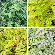 Fern plant mix for sale  SPALDING