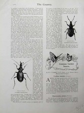 Old antique print for sale  UK