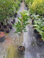 Quercus palustris green gebraucht kaufen  Dillingen a.d.Donau