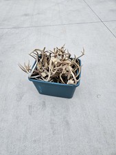 Deer antlers sets for sale  Bentonville