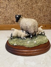 ewe lamb for sale ewe lamb for sale COLERAINE