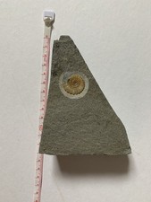 Ammonite promicroceras fossil for sale  NORTH WALSHAM
