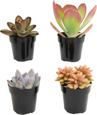Desert fire live for sale  Los Angeles