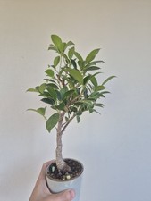 Bonsai ficus d'occasion  Villeurbanne
