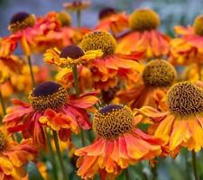 Helenium autumnale red for sale  GRIMSBY