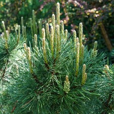 Pinus pumilio evergreen for sale  UK