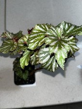 Begonia miniperba inch for sale  Eustis